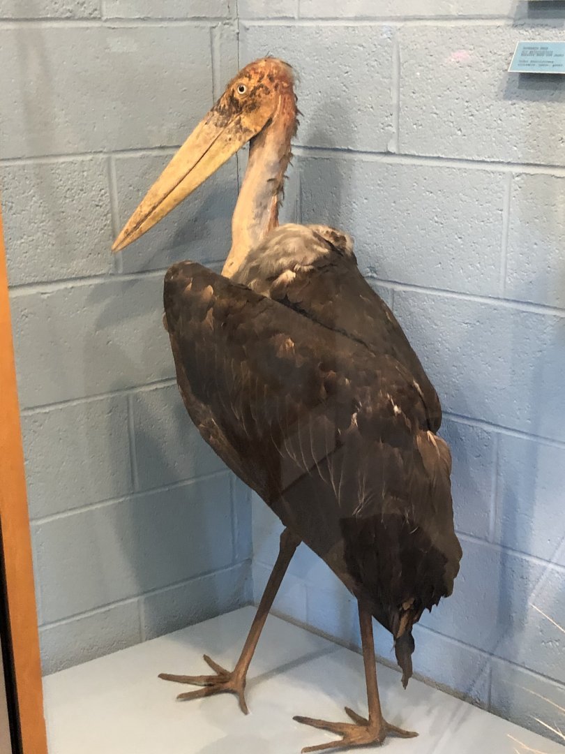 CMNH Marabou Stork