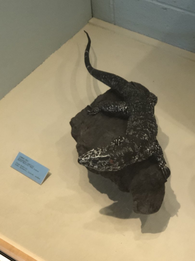 CMNH Monitor Lizard