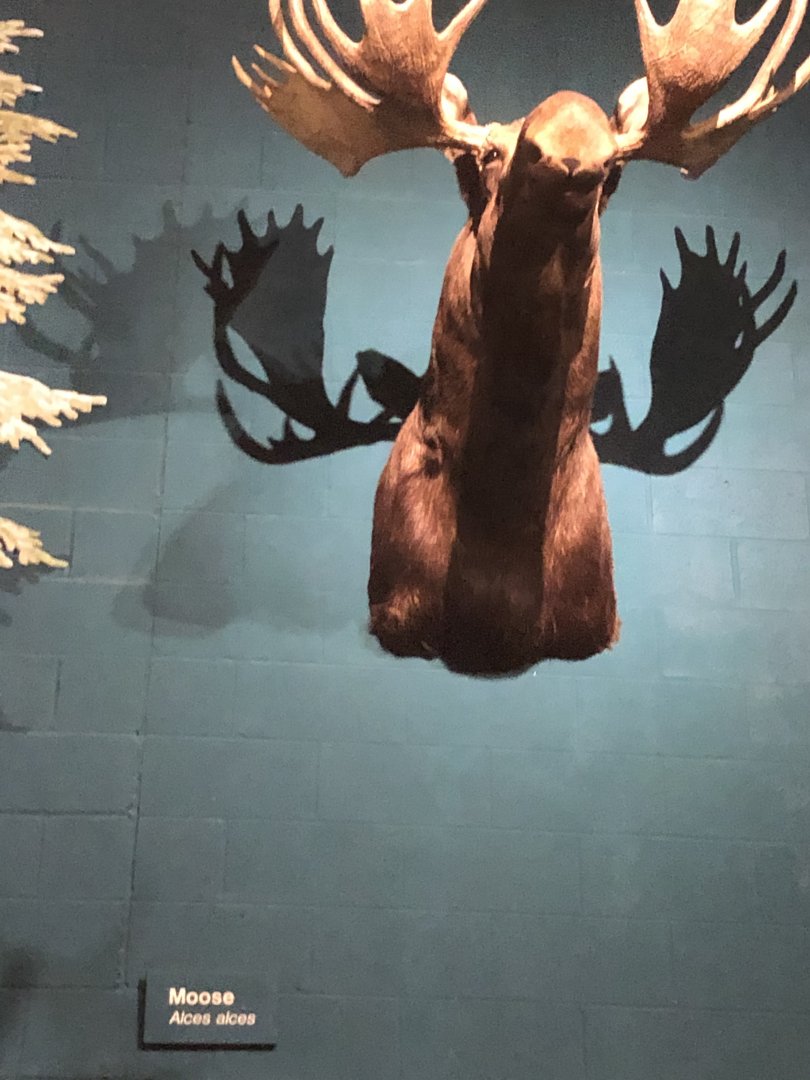 CMNH Moose