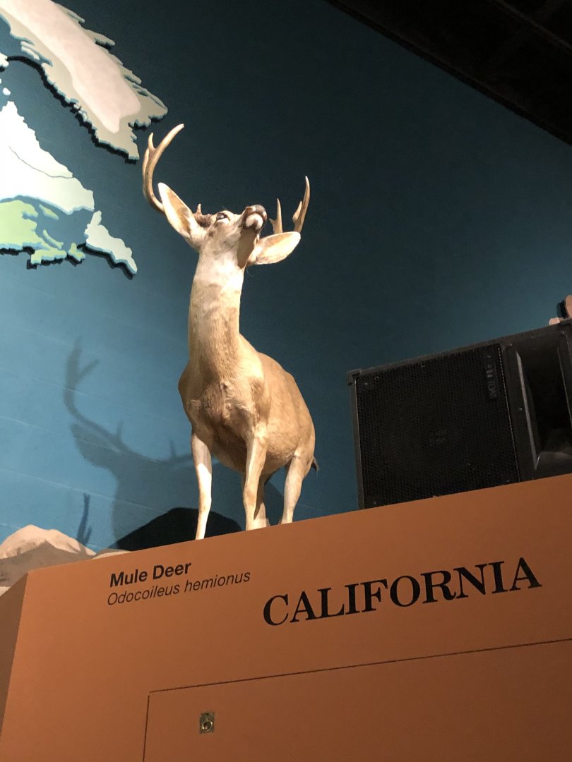 CMNH Mule Deer