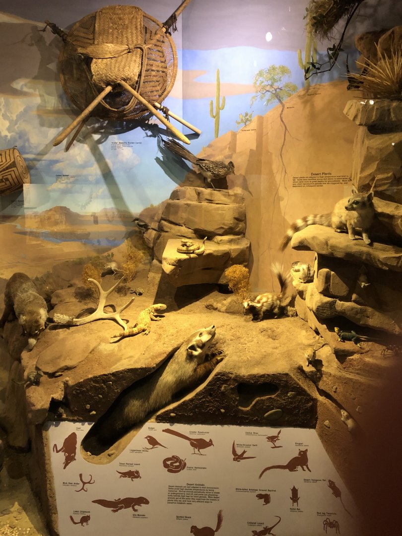 CMNH North America Desert Display