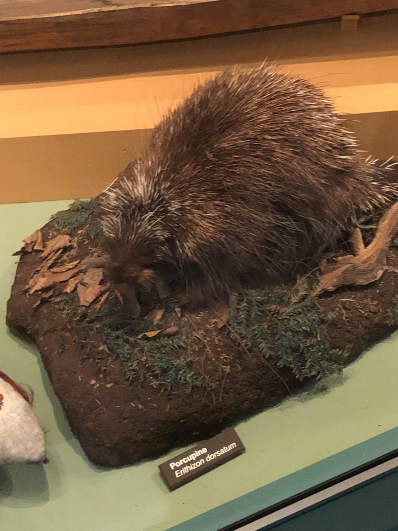 CMNH North American Porcupine