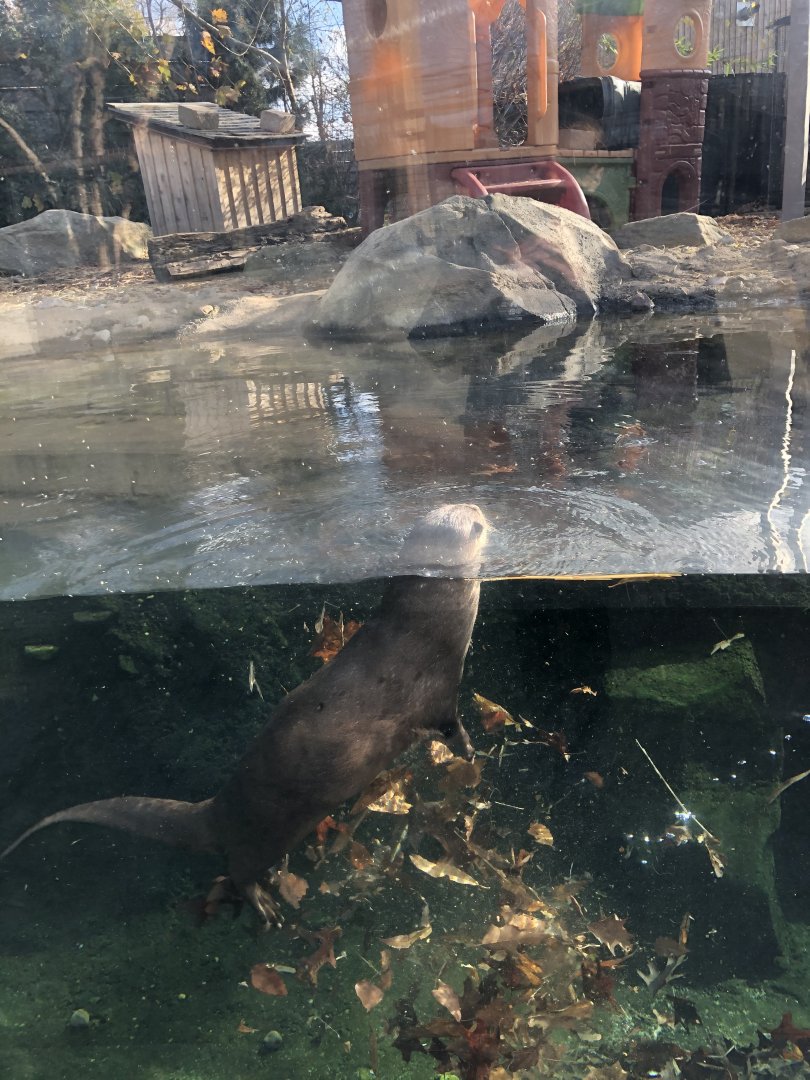 CMNH North American River Otter