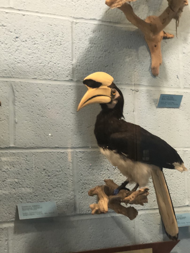 CMNH Oriental Pied Hornbill