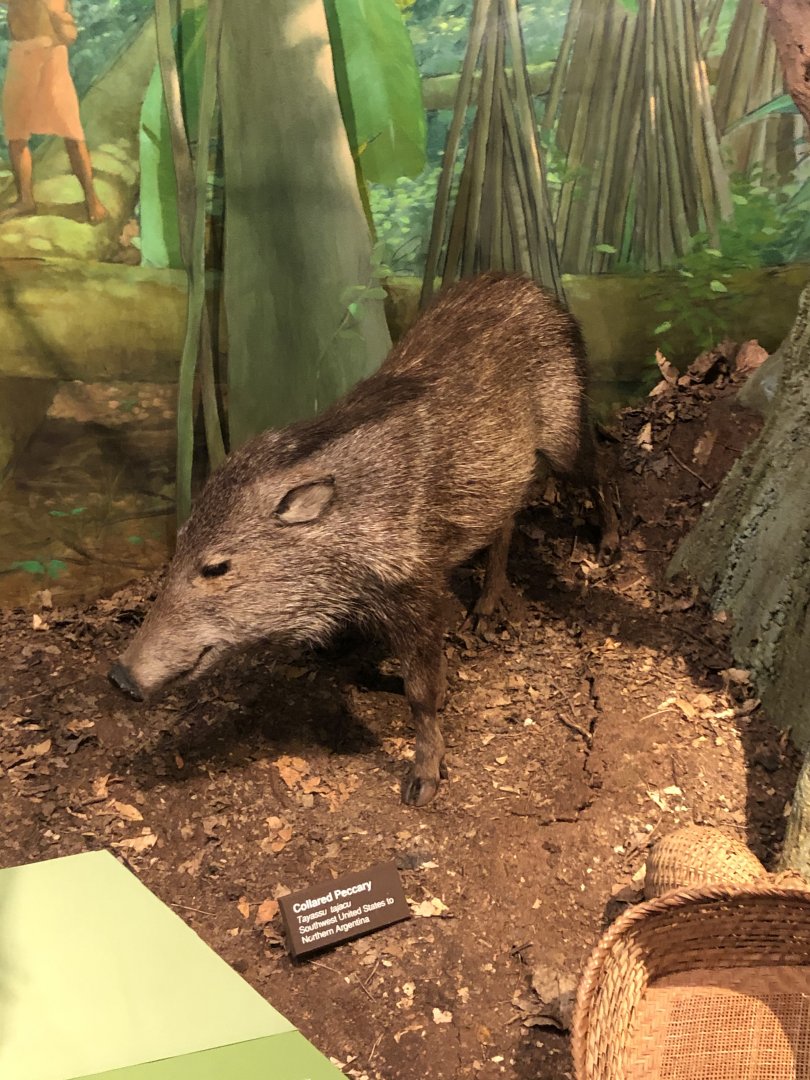 CMNH Peccary