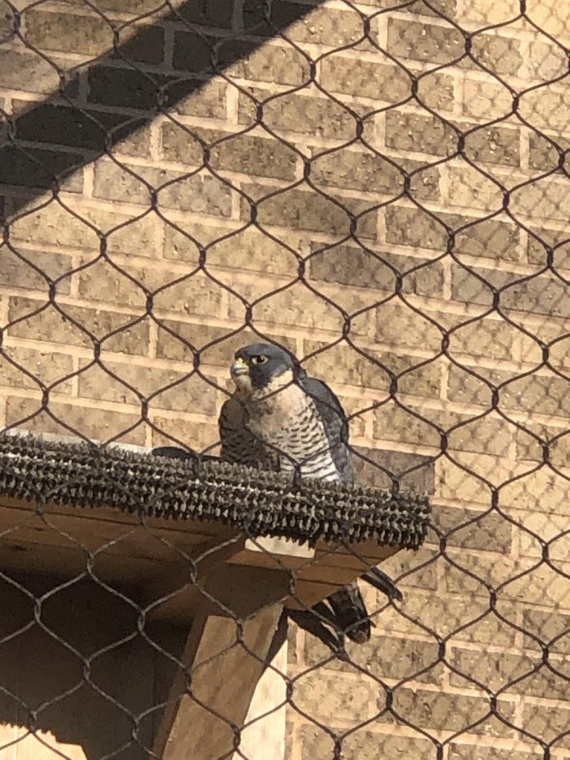 CMNH Peregrine Falcon