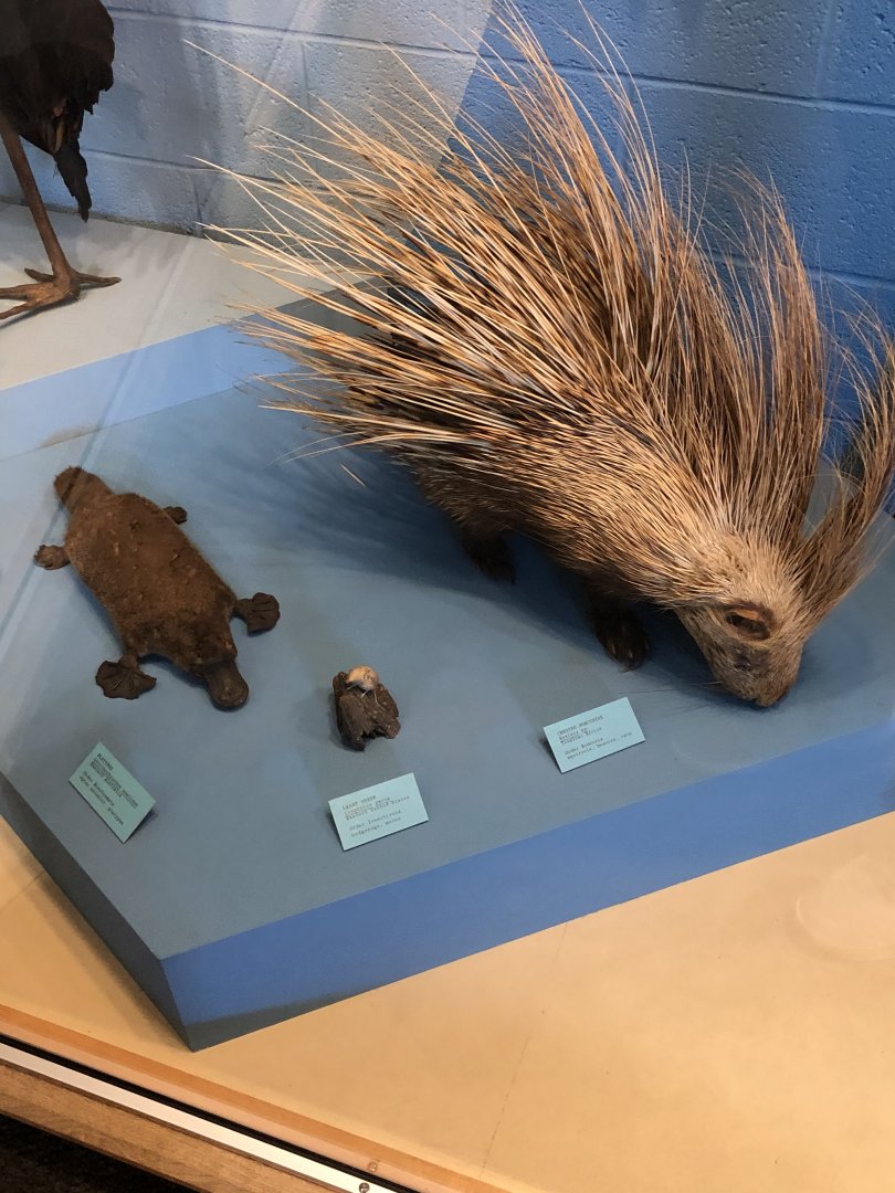 CMNH Platypus and Crested Porcupine