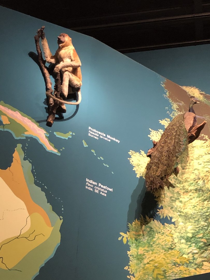 CMNH Proboscis Monkey and Indian Peafowl