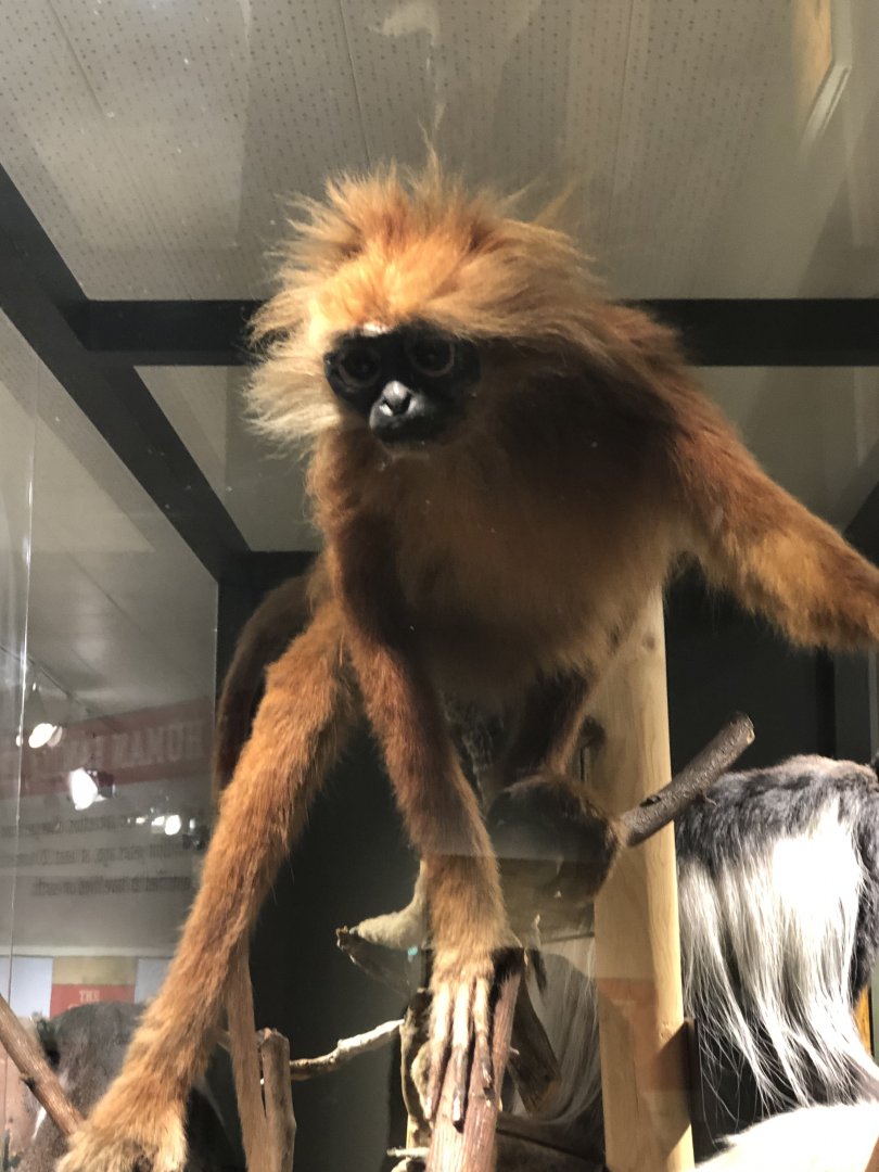 CMNH Red Leaf Monkey