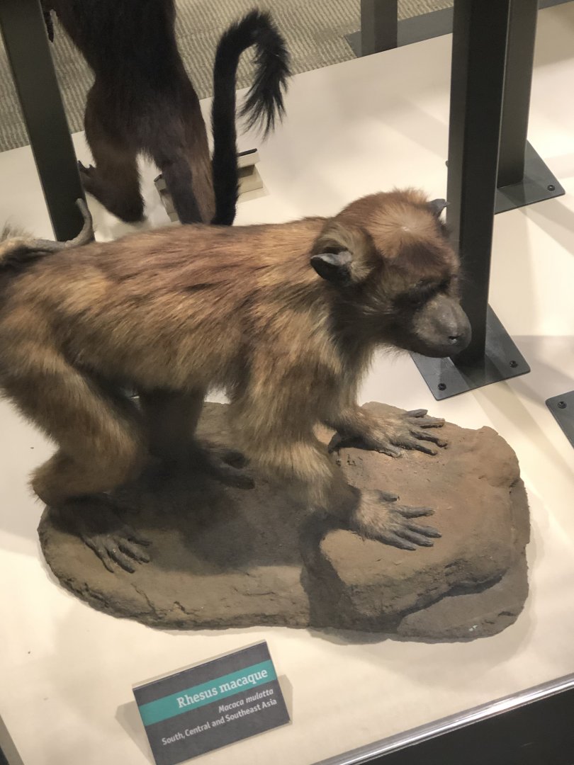 CMNH Rhesus Macaque