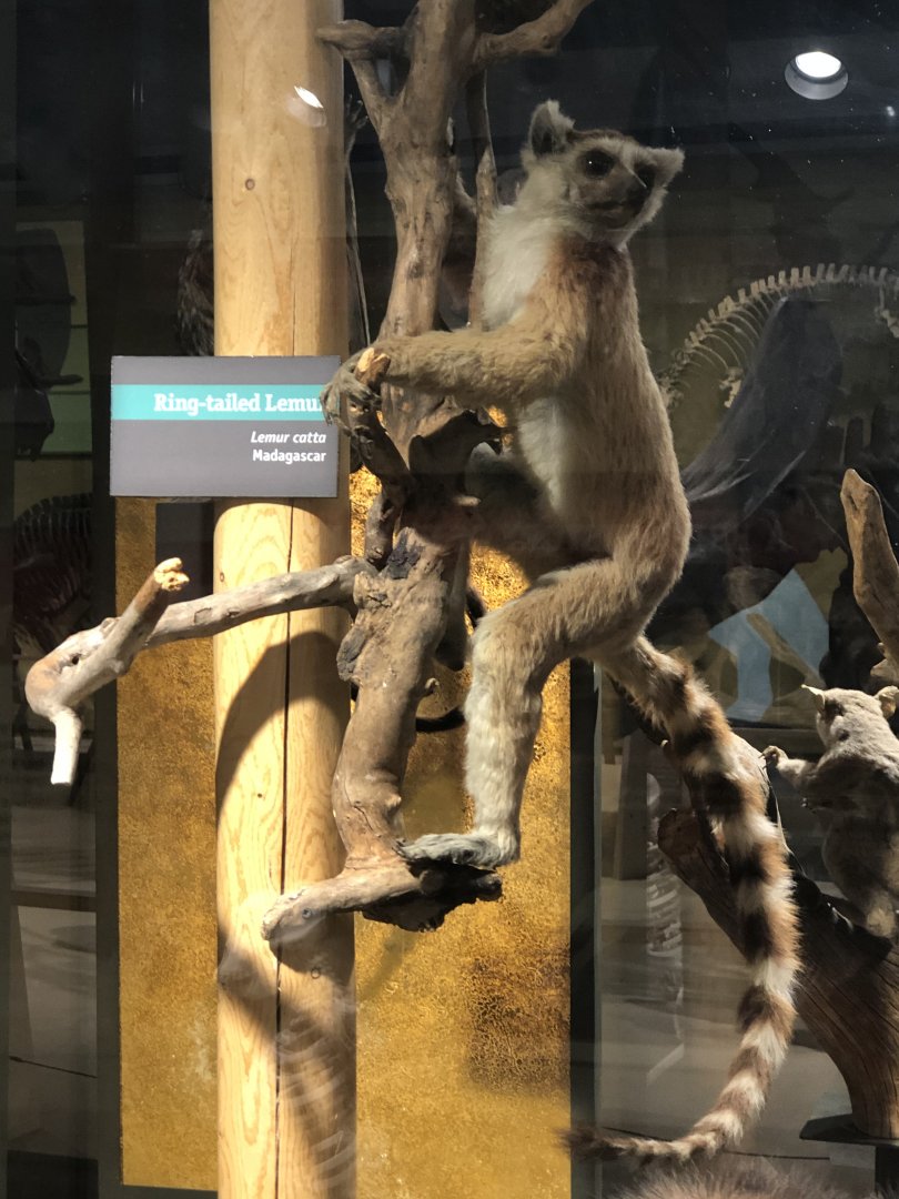 CMNH Ring-tailed Lemur