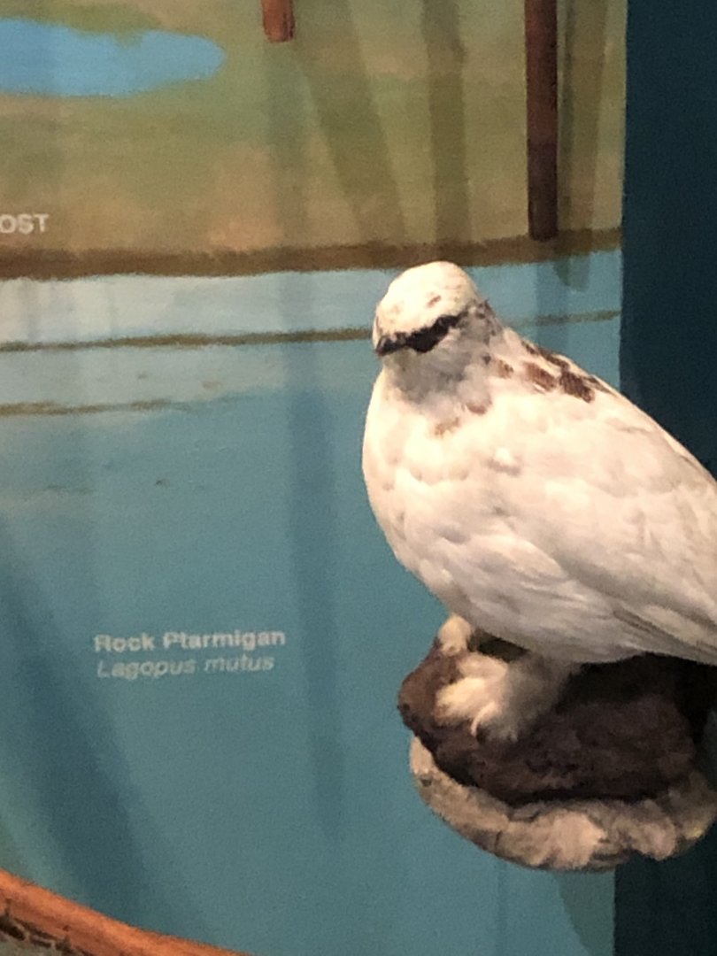 CMNH Rock Ptarmigan