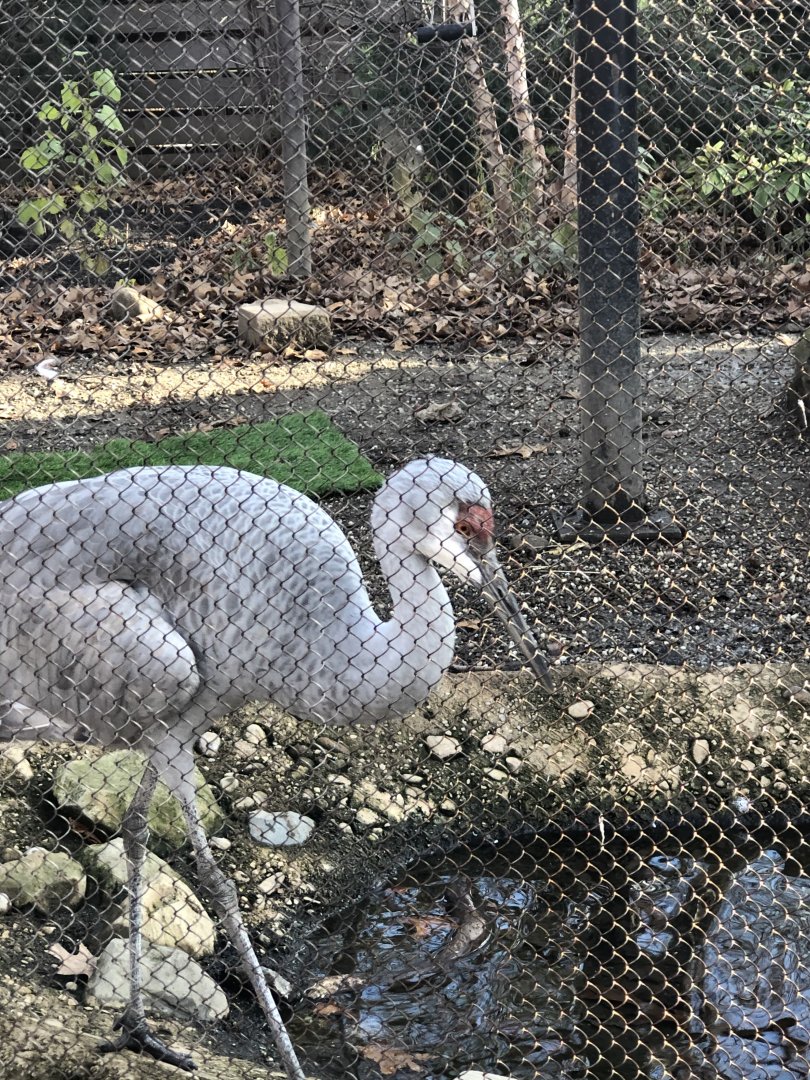 CMNH Sandhill Crane