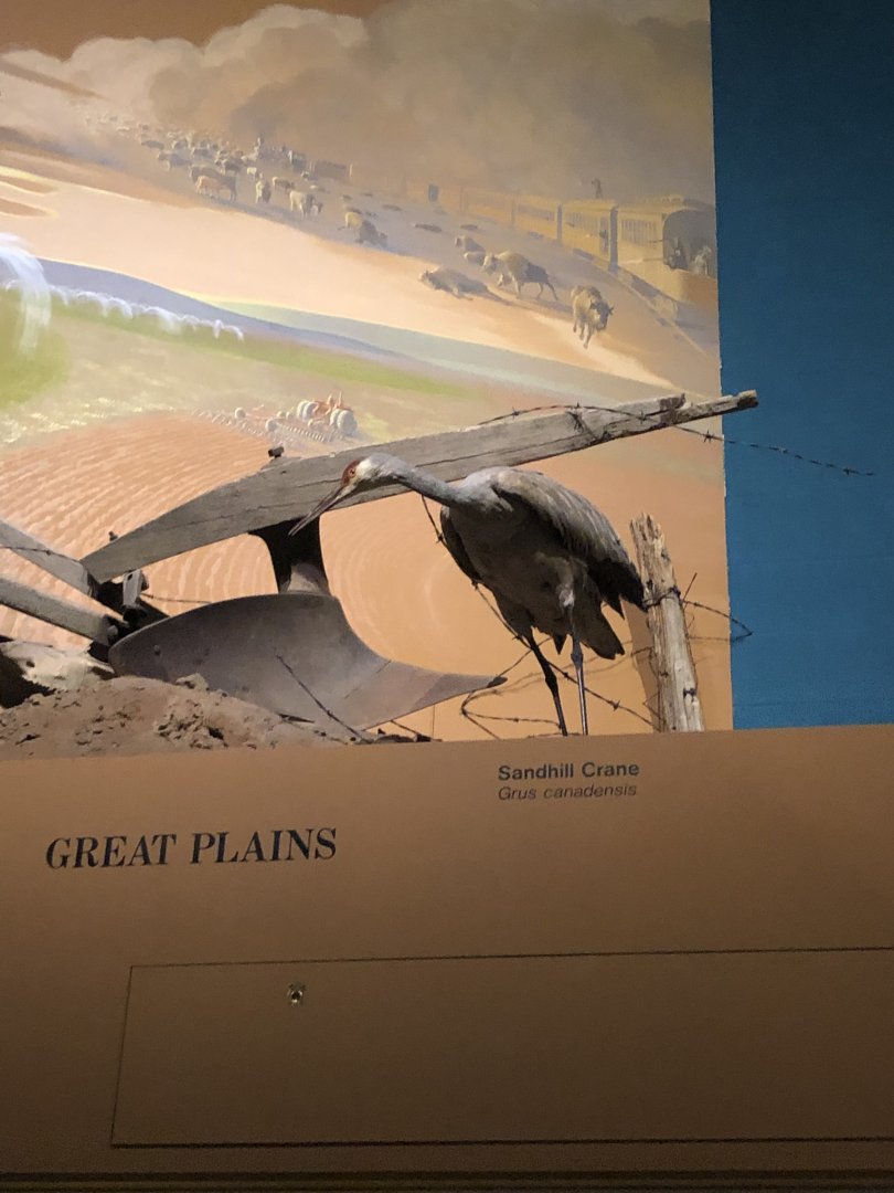 CMNH Sandhill Crane