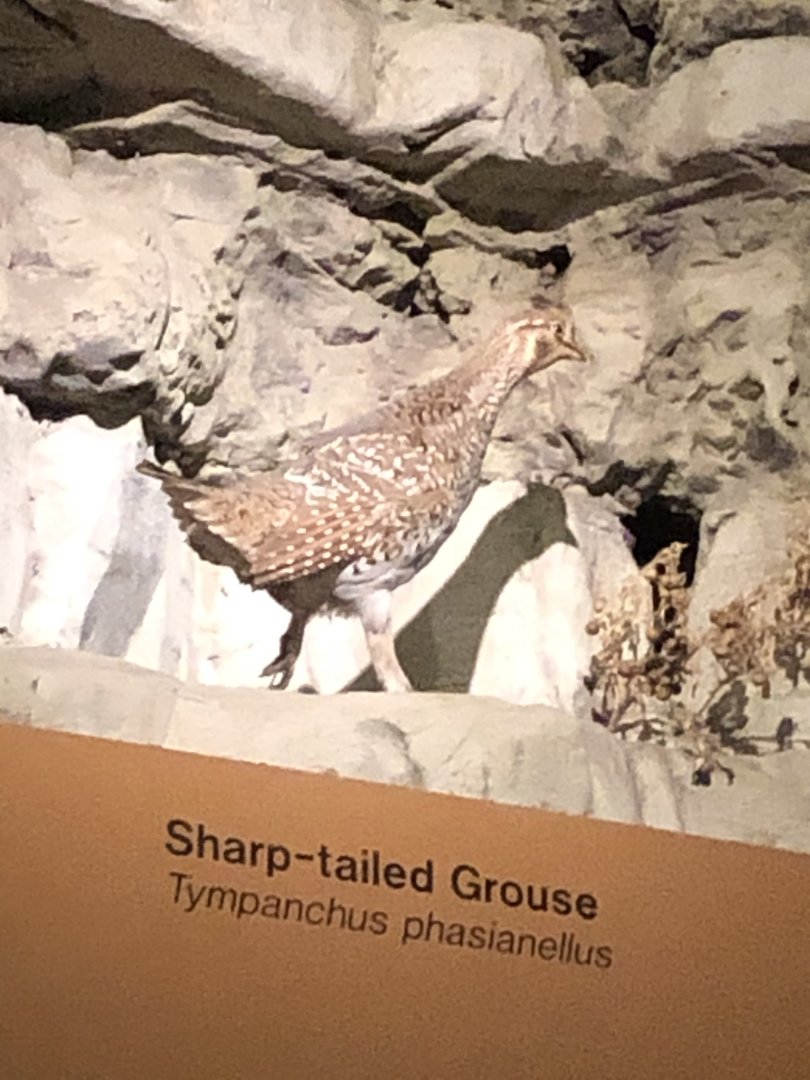CMNH Sharp-tailed Grouse