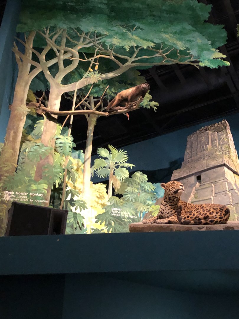 CMNH South America Display