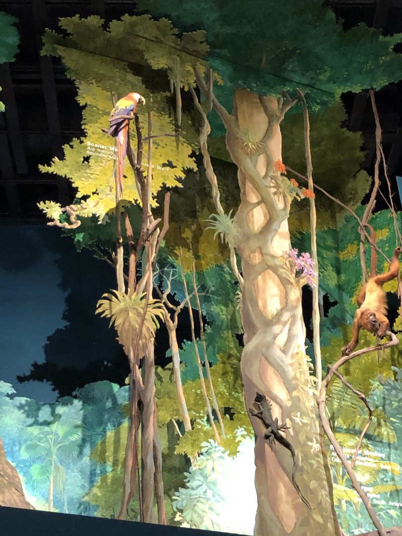 CMNH South America Display