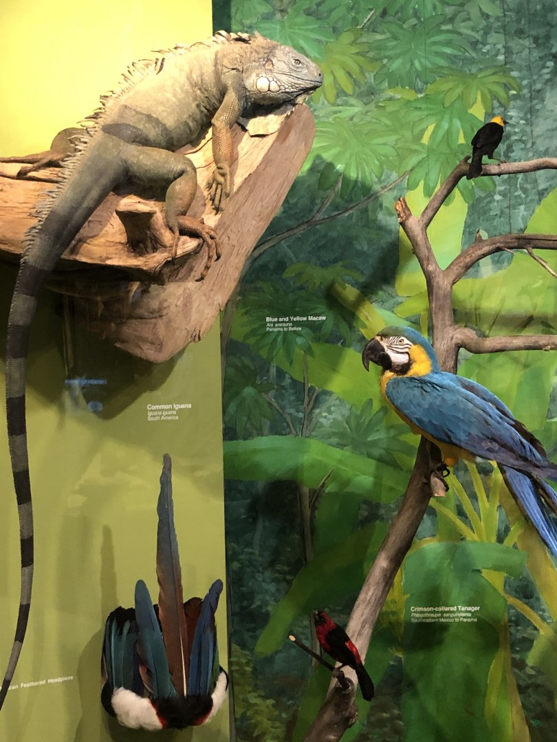 CMNH South America Display
