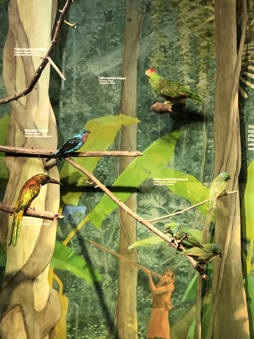 CMNH South America Display