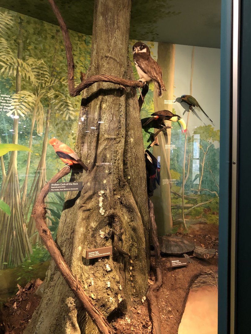 CMNH South America Display