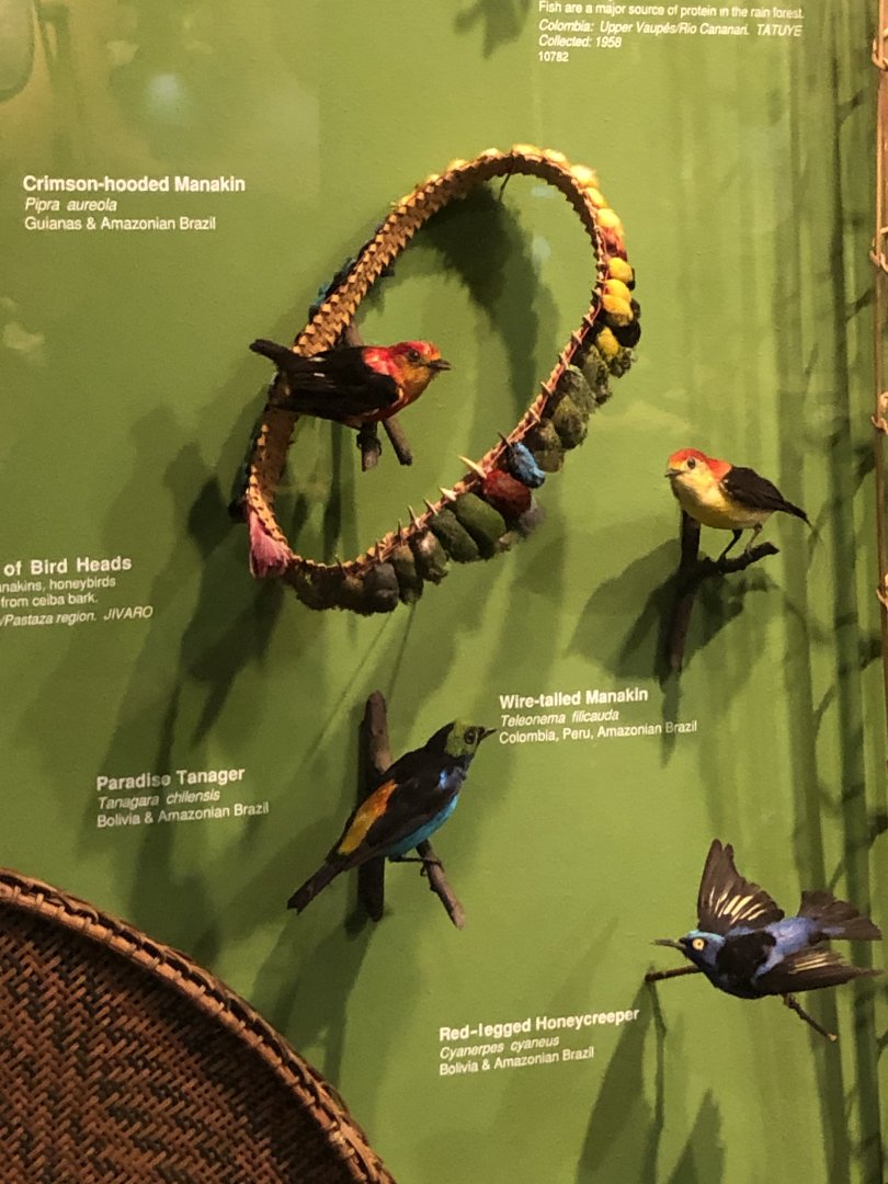 CMNH South American Birds