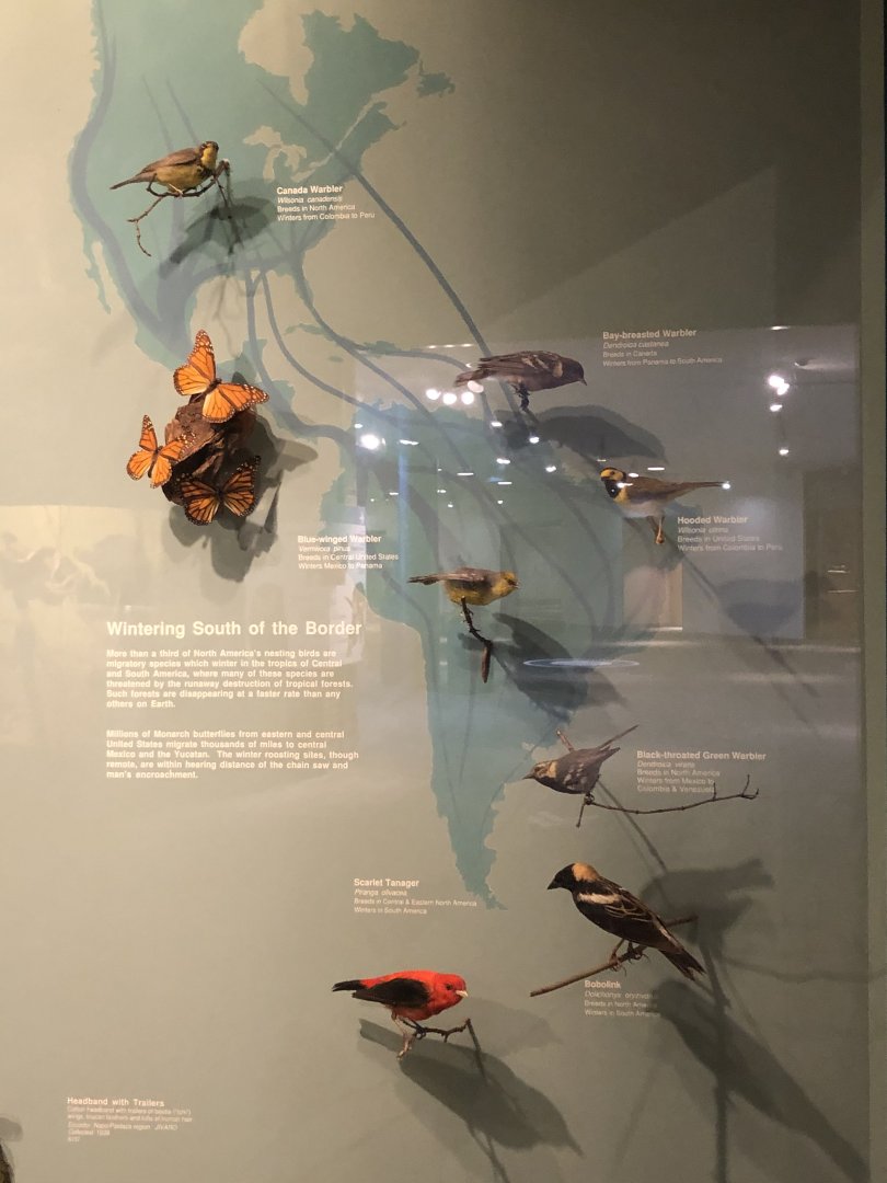 CMNH South American Migrations