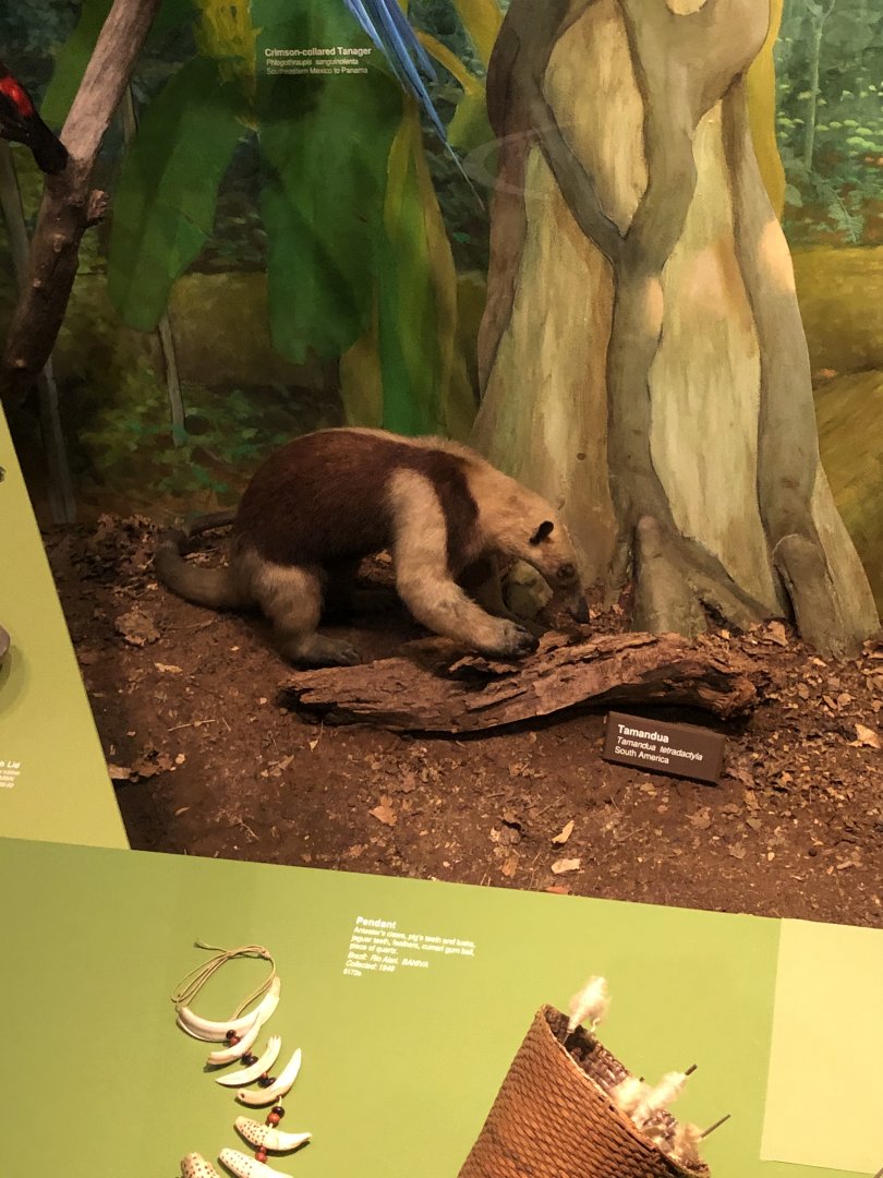 CMNH Southern Tamandua
