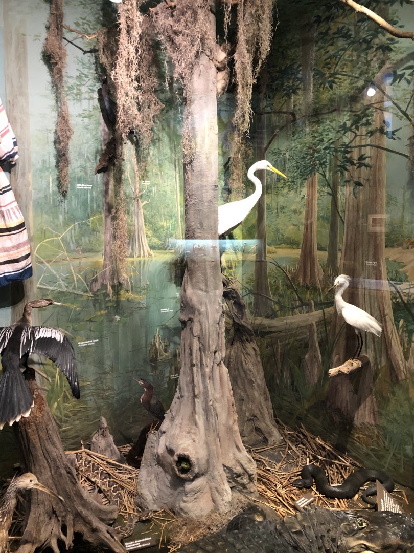 CMNH Southern U.S Display