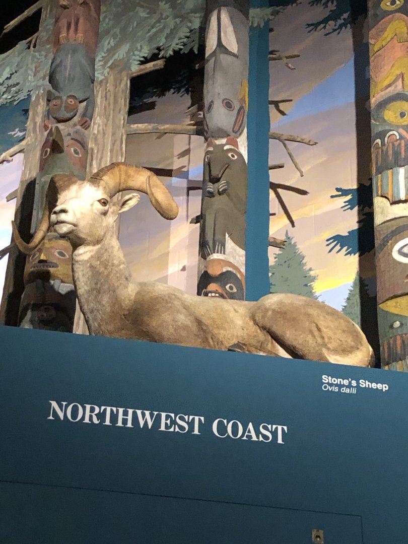 CMNH Stone’s Sheep