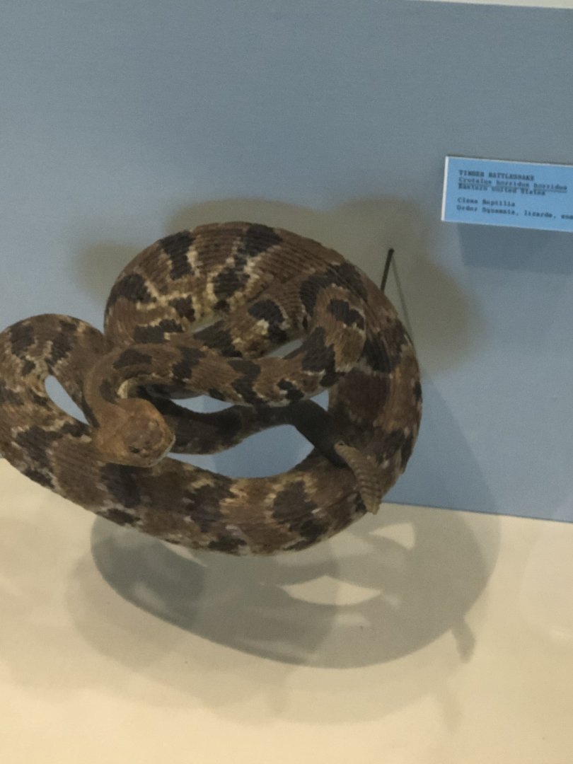 CMNH Timber Rattlesnake