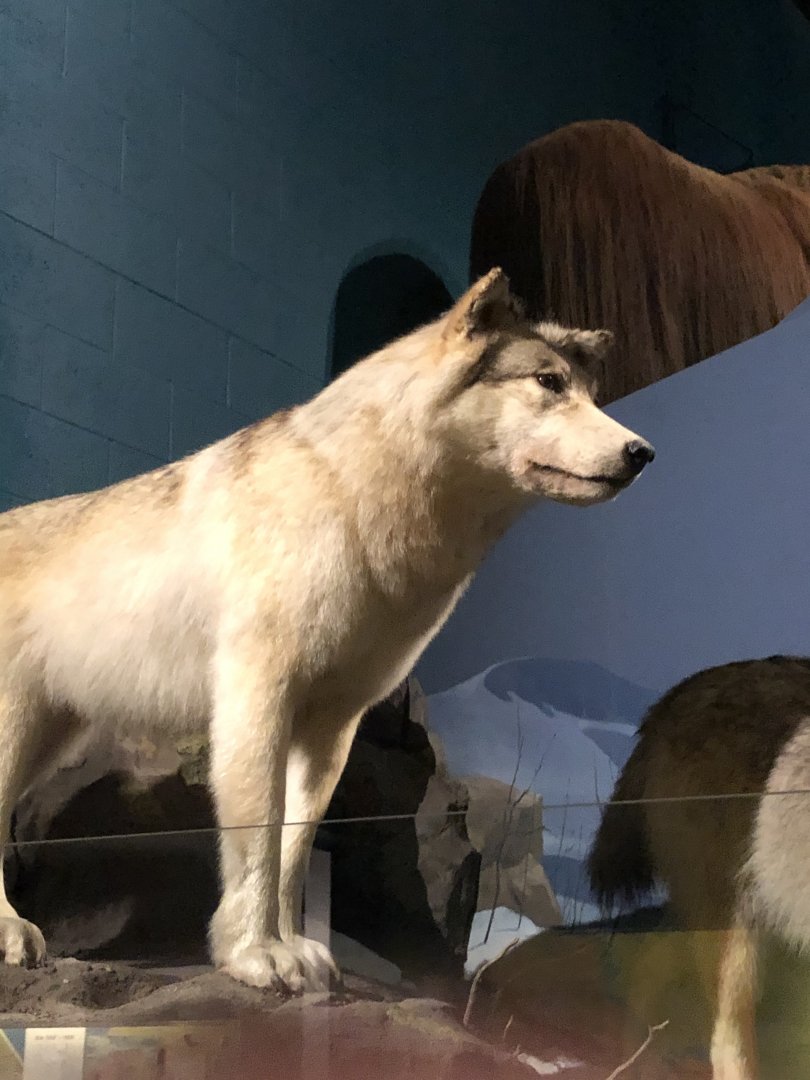 CMNH Timber Wolf