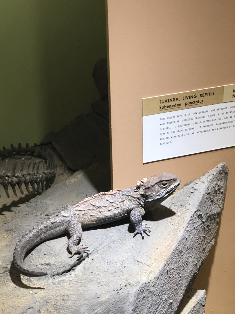 CMNH Tuatara