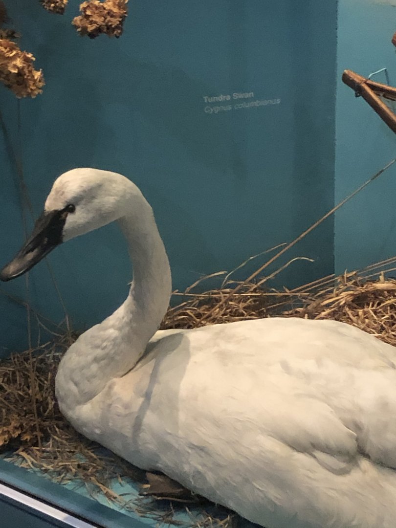 CMNH Tundra Swan