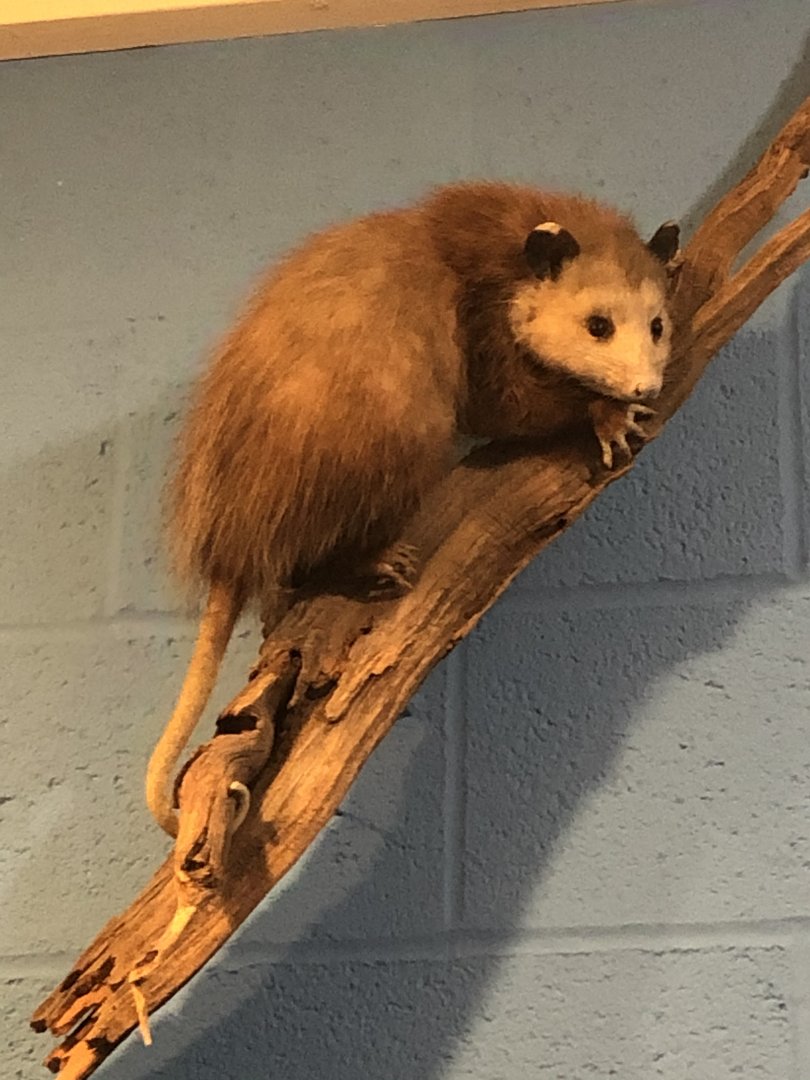CMNH Virginia Opossum