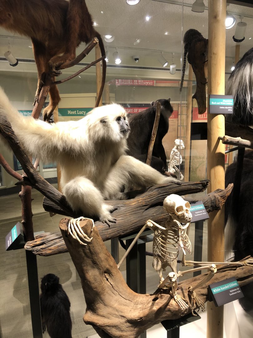 CMNH White-handed Gibbon