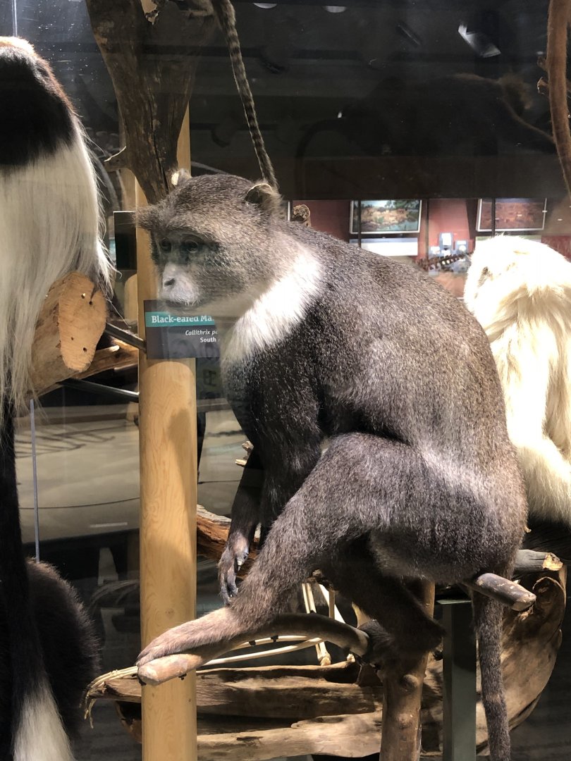 CMNH White-throated Guenon