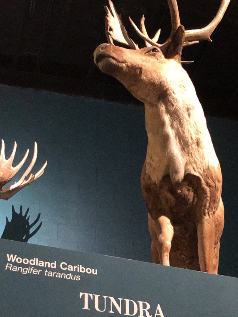 CMNH Woodland Caribou