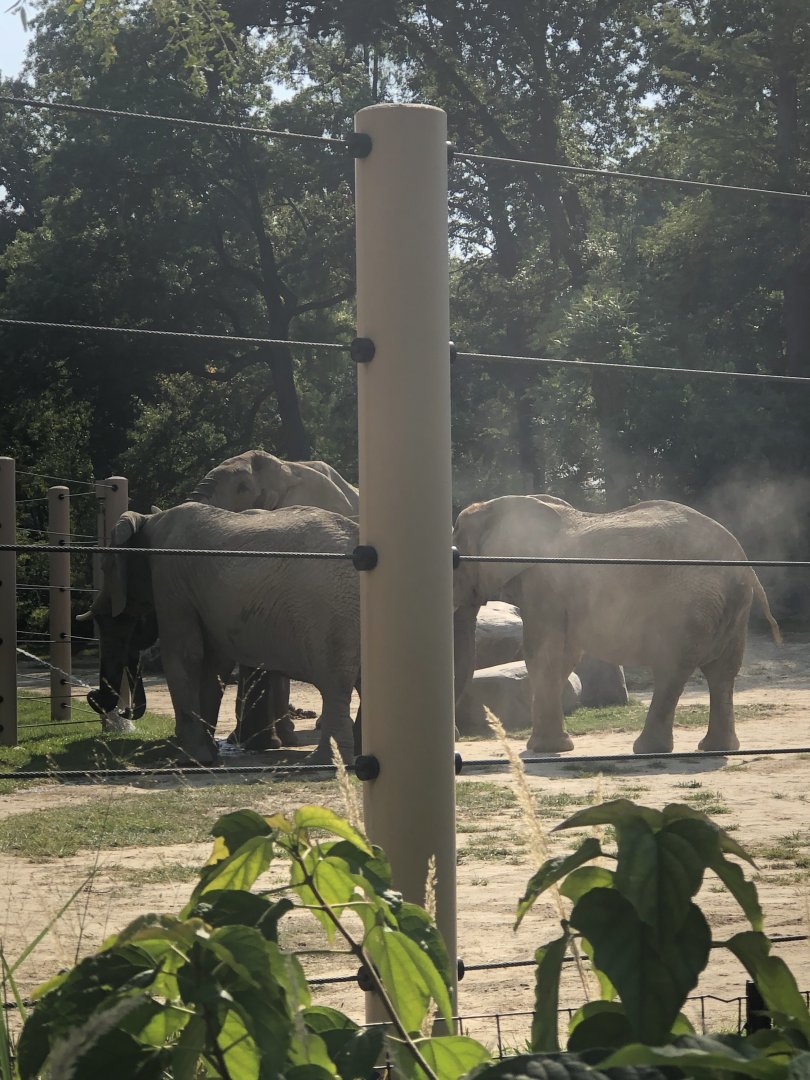 CMZ African Elephants