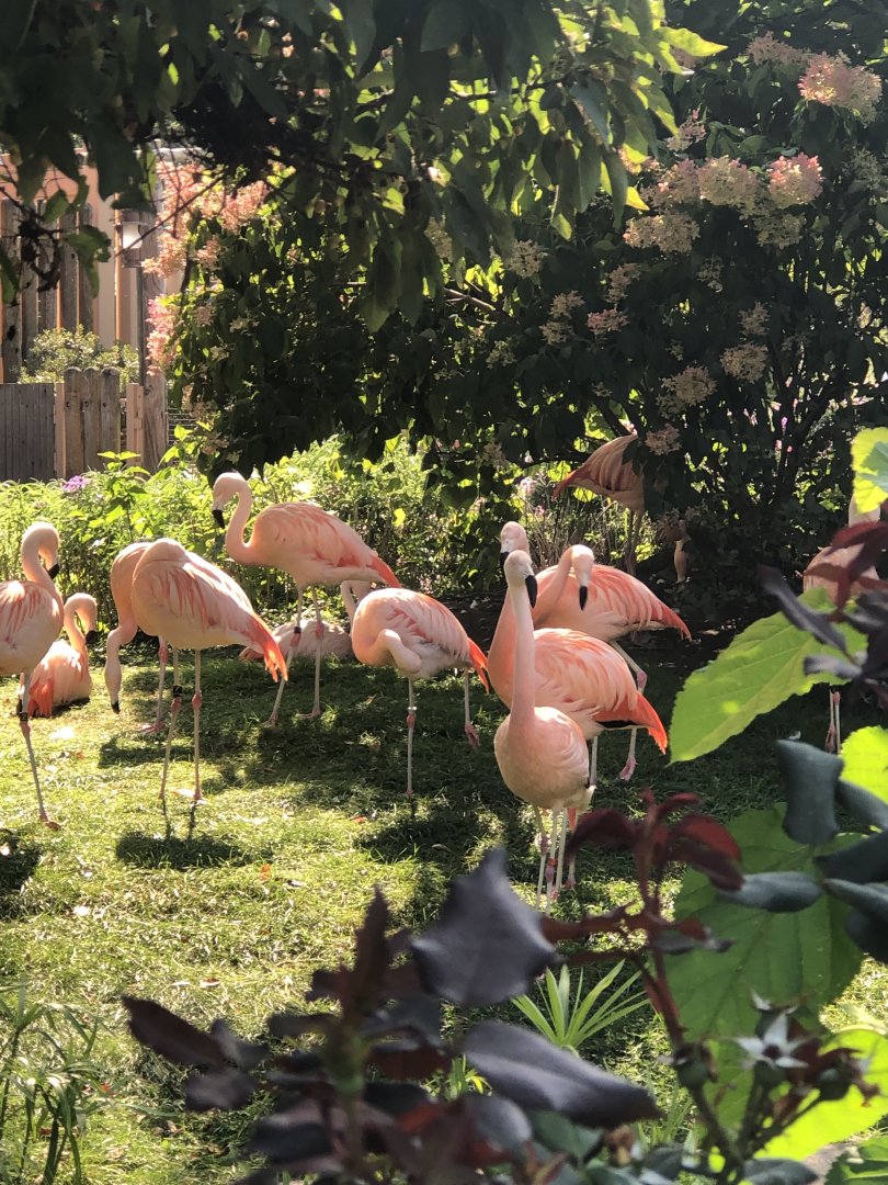 CMZ Chilean Flamingos