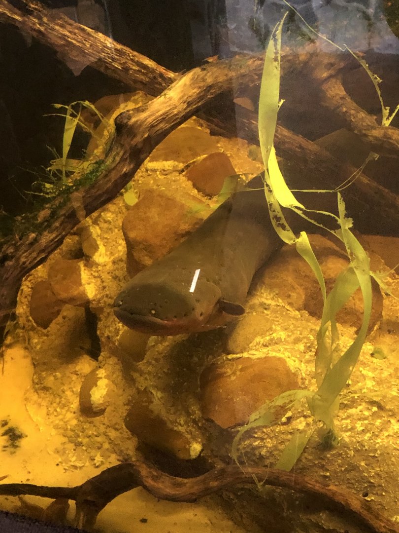 CMZ Electric Eel