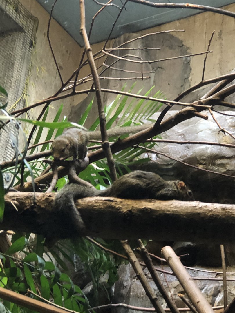 CMZ Northern Tree Shrews