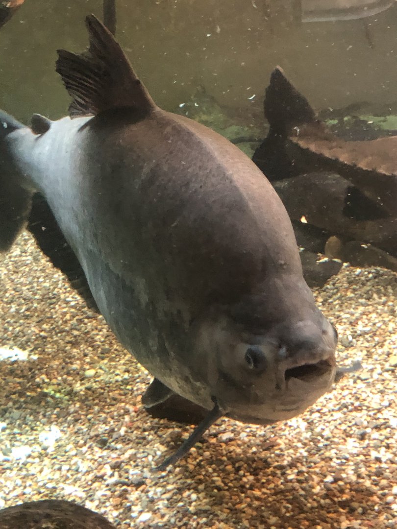 CMZ Pacu
