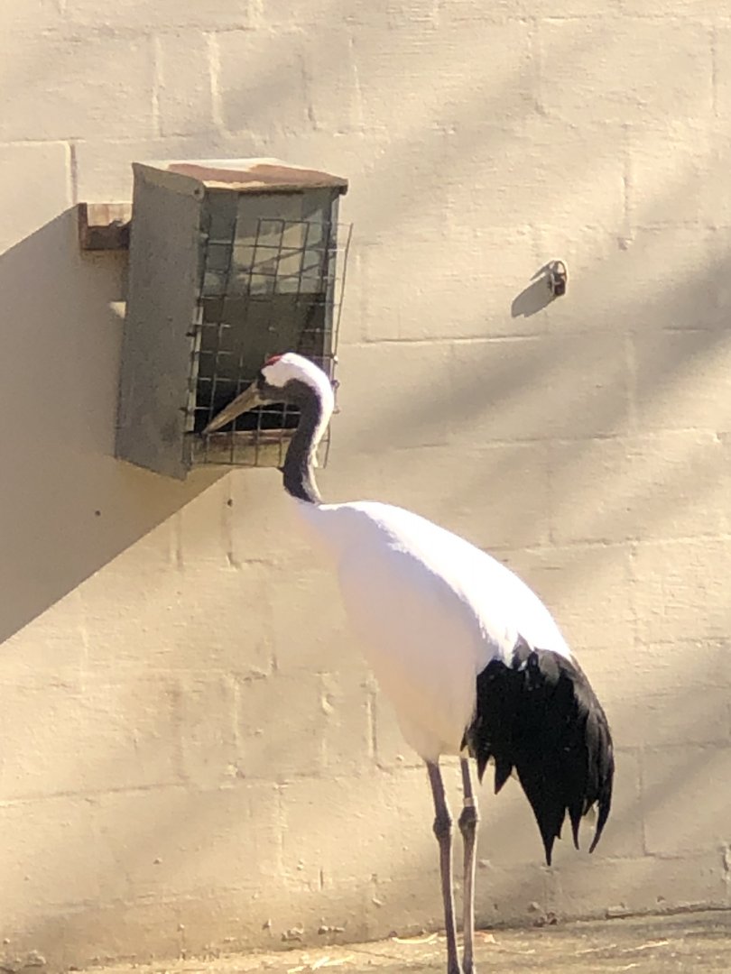 CMZ Red-crowned Crane