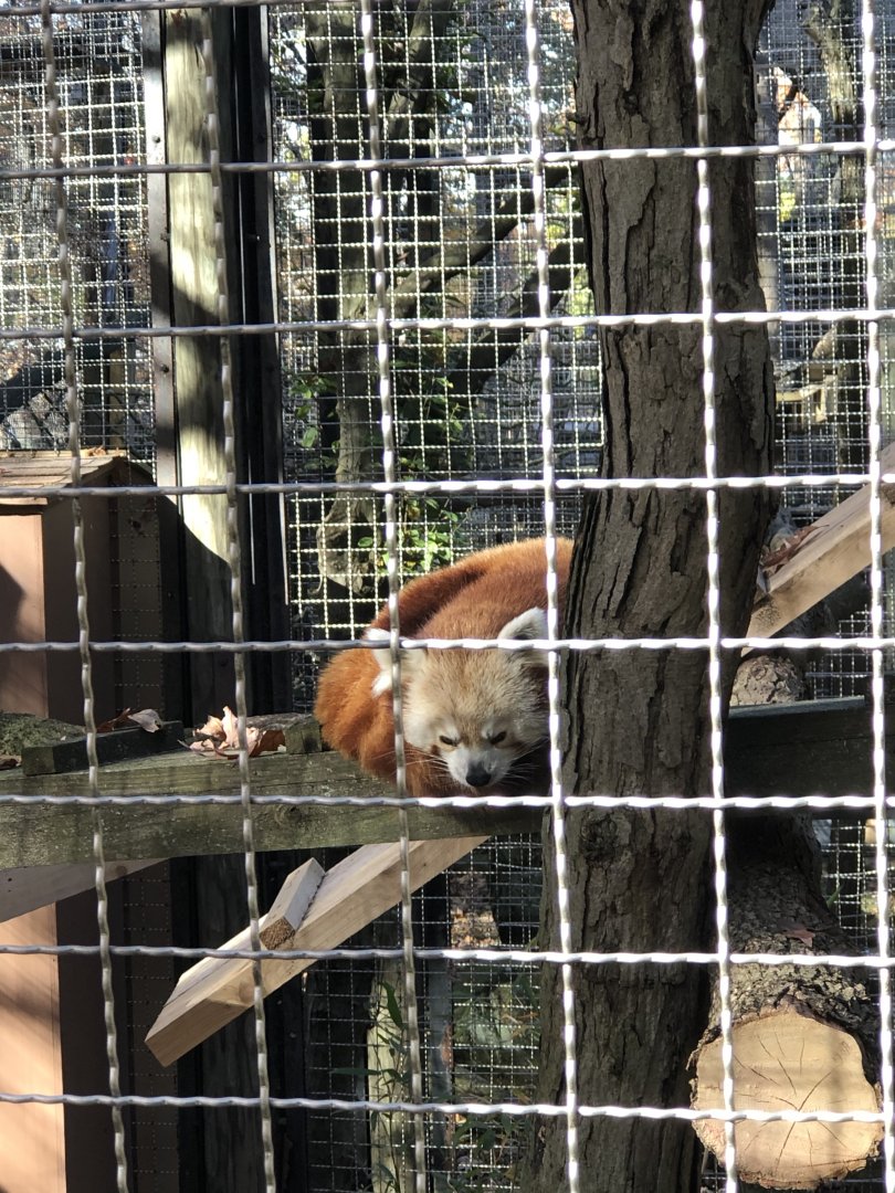 CMZ Red Panda Still At Primate, Cat, And Aquatics
