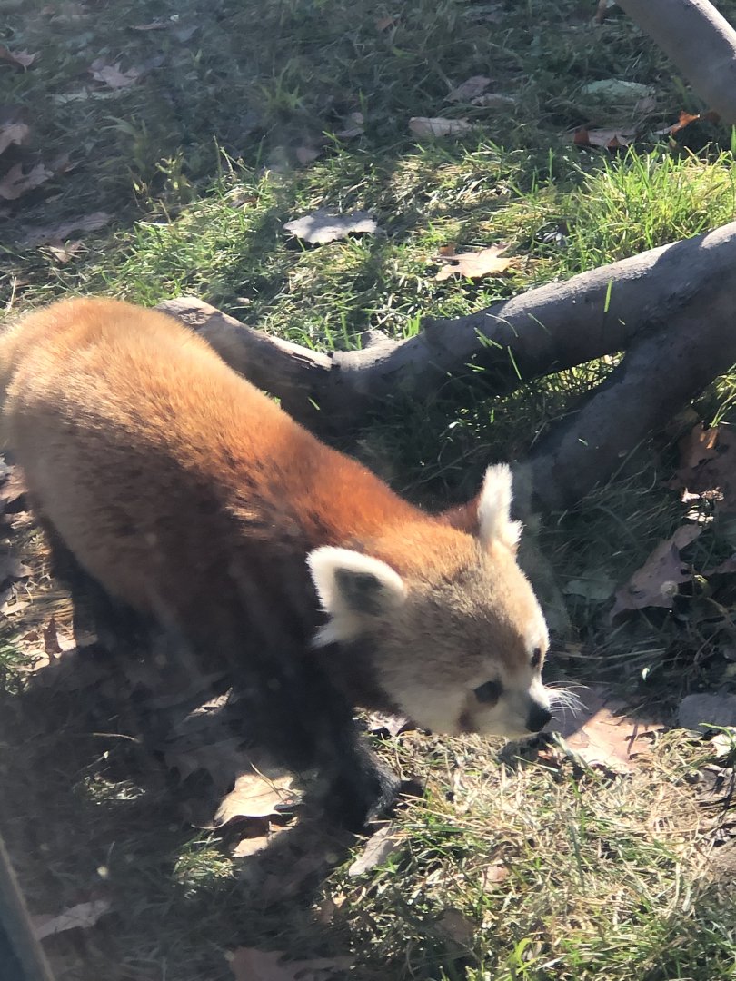 CMZ Red Panda