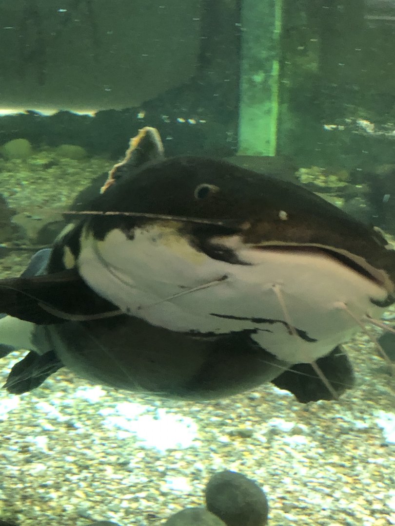 CMZ Red-tailed Catfish