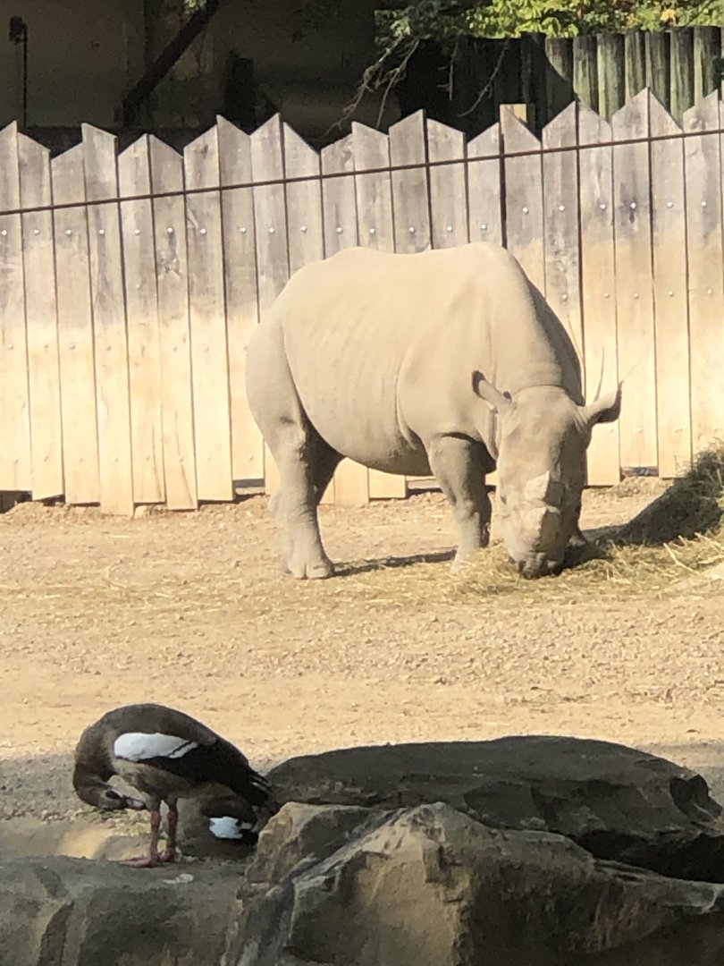 CMZ Rhino and Egyptian Goose