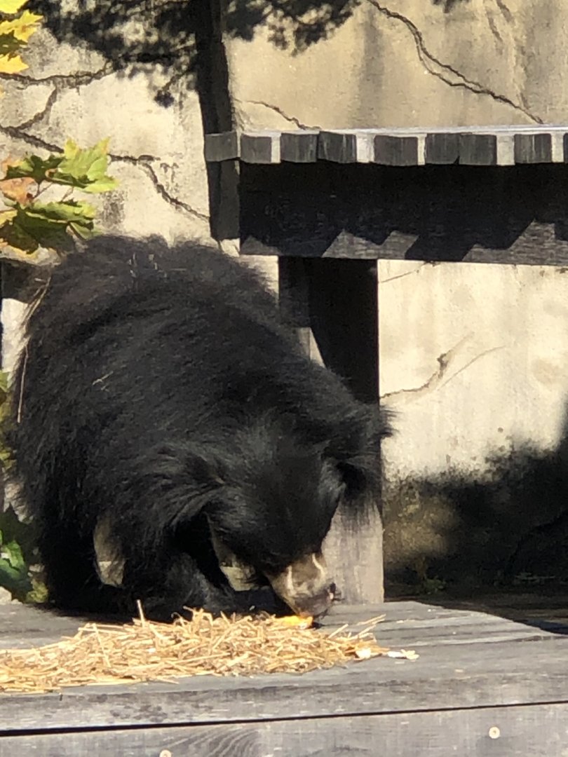 CMZ Sloth Bear