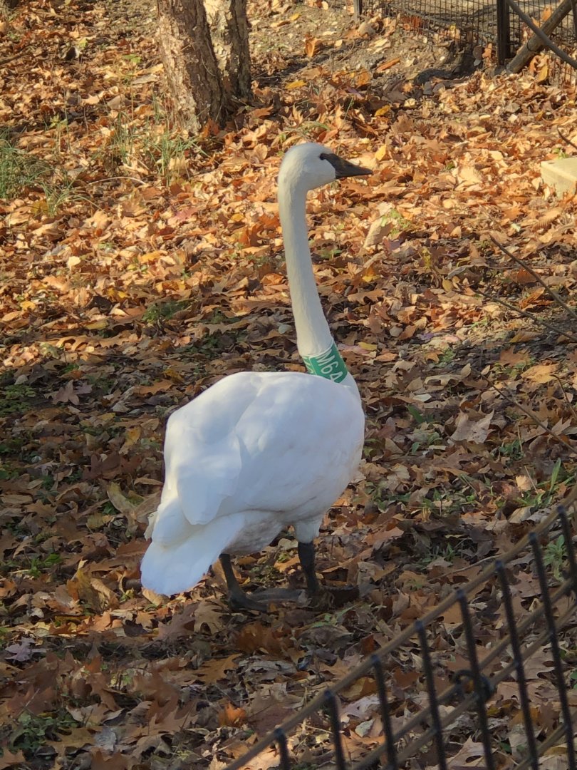 CMZ Trumpeter Swan