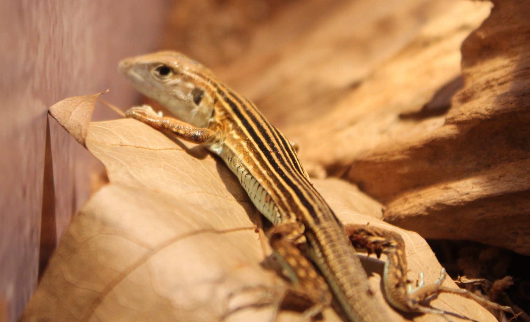 Cnemidophorus lemmiscatus